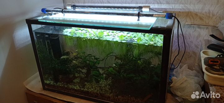 Аквариум