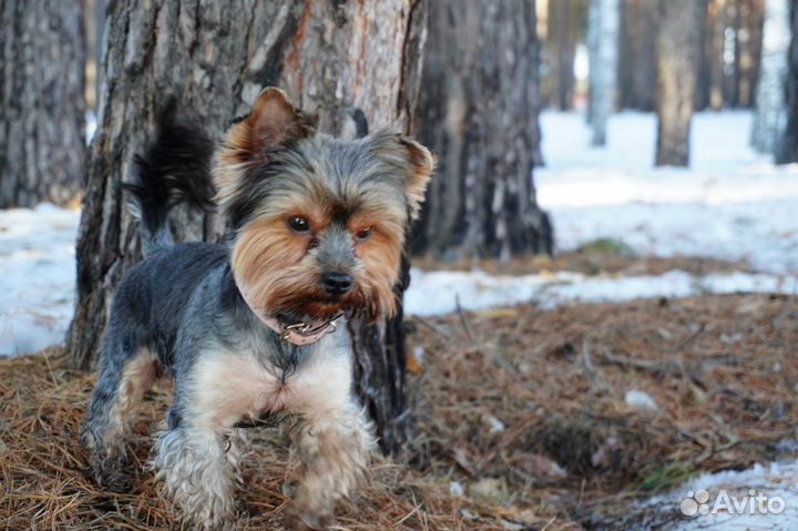 Йоркширский терьер