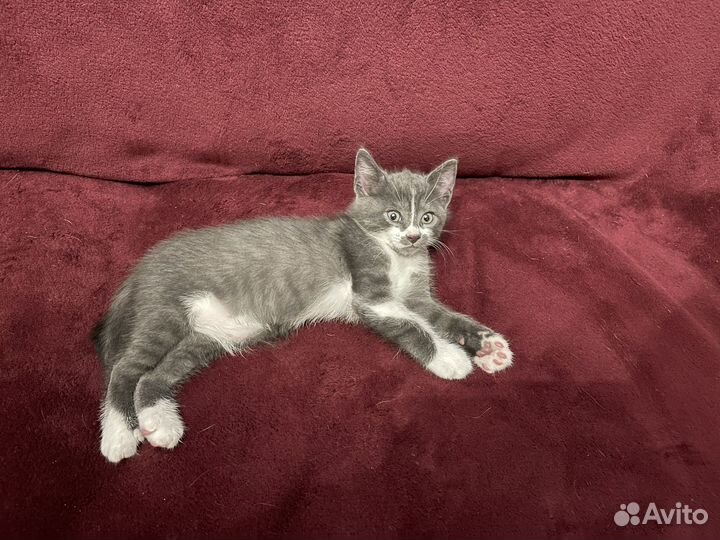 Котята-мальчики ищут дом