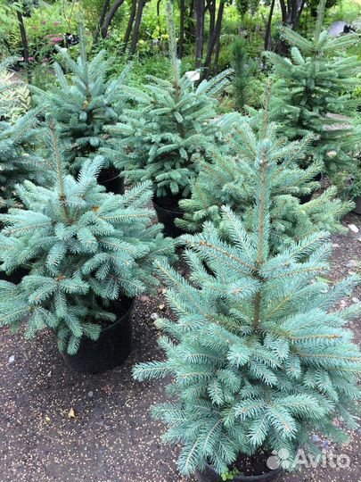 Саженцы ель голубая видовая