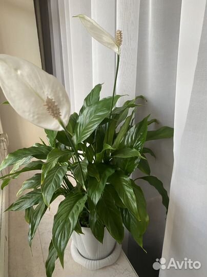Спатифиллум