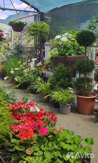 Декоративные растения для сада