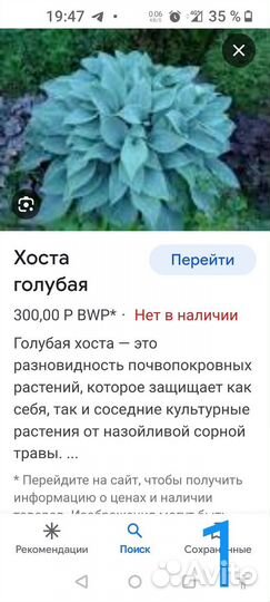 Хоста