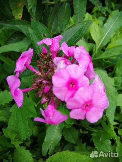 Продаю садовые растения