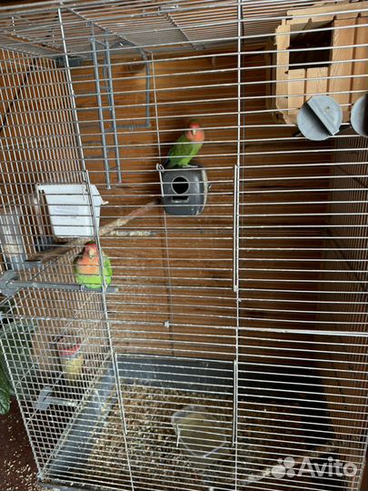 Попугаи Неразлучники, пара, с клеткой