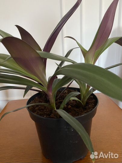 Комнатные цветы Традесканция Рео