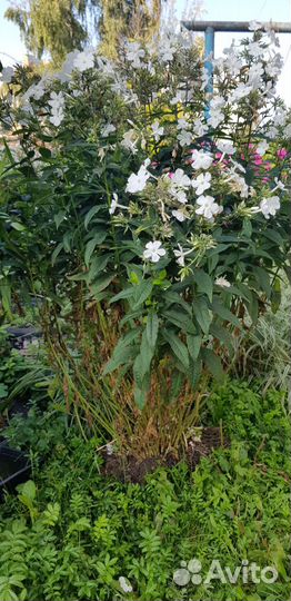 Флокс белый