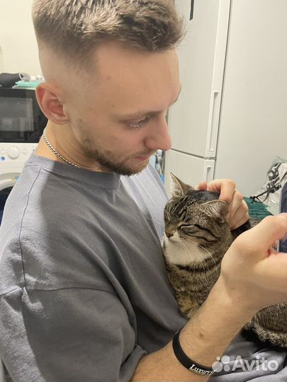 Кошка, в самые добрые руки