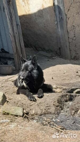 Немецкая овчарка