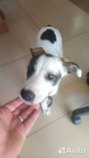 Отдам щенка в добрые руки