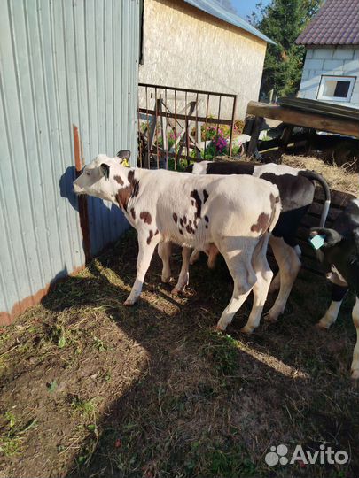 Продам подрощенных бычков