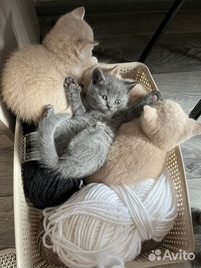 Британская кошка
