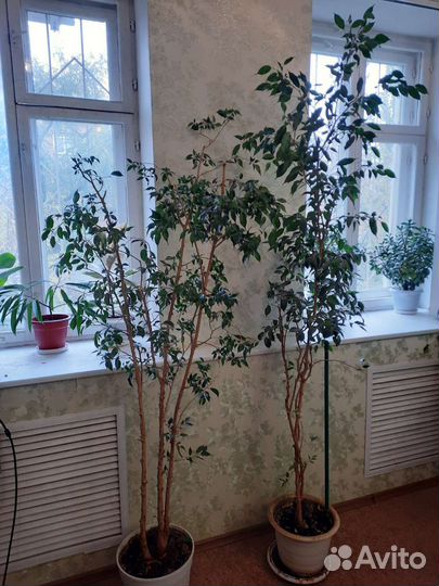 Фикус бенджамина