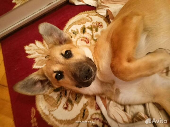 Собачка в добрые руки