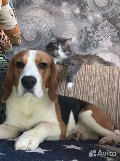 Бигль вязка