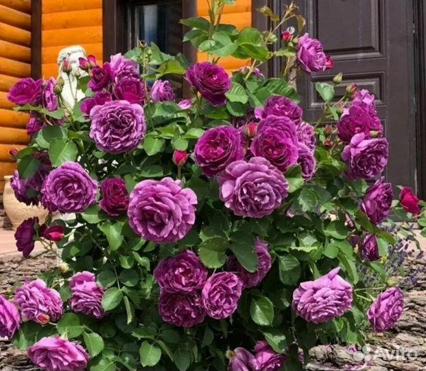 Розы на заказ