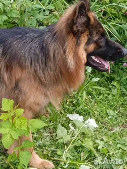 Ищем невесту