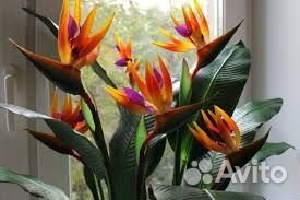 Стрелиция семена