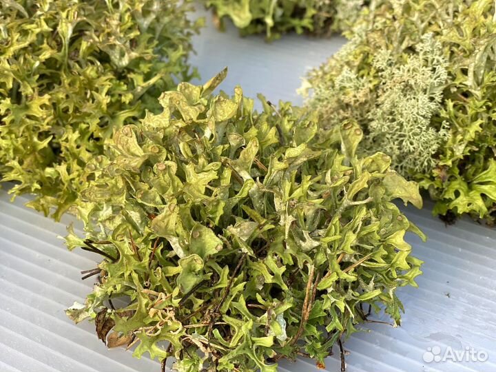 Цетрария - исландский мох