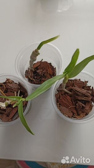 Орхидея каттлея, дендробиум, декабристы