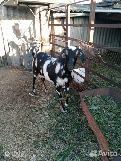 Козы дойные, козлята