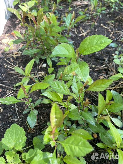 Айва японская хеномелес саженцы