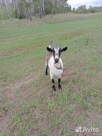 Альпийские козы