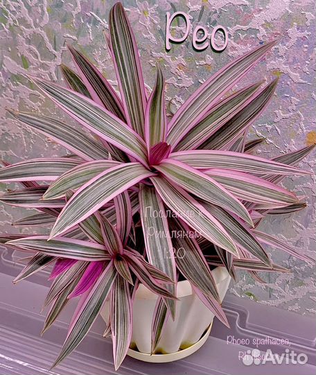 Традесканция(правый и левый берег)