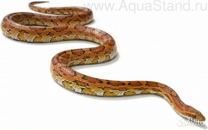 Полоз маисовый, S (арт. T3d17)