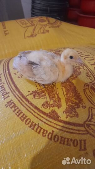 Индюшата суточные