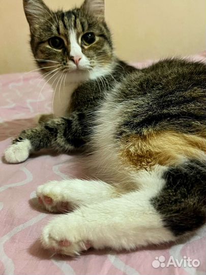 Европейская