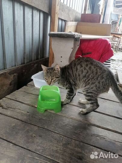 Котик ищет дом