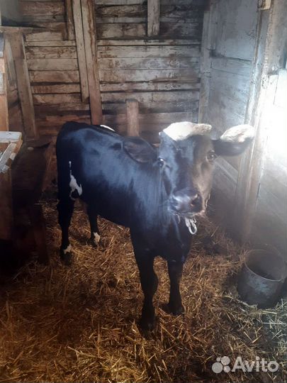 Телята бычки