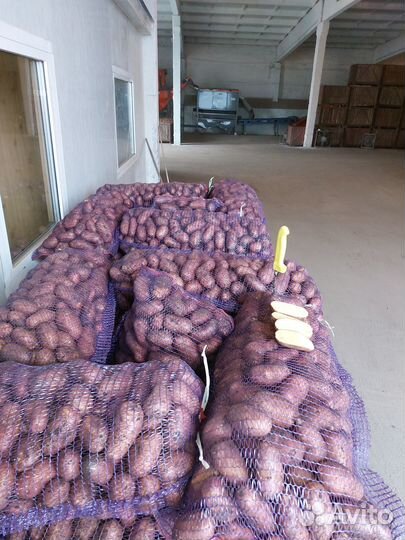 Продам картофель оптом