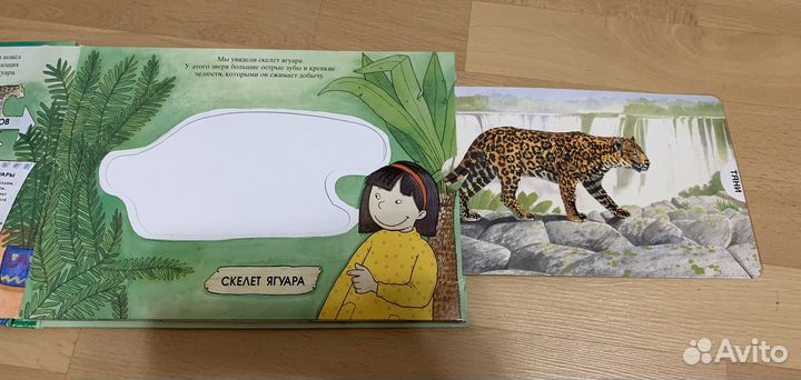 Животные тропического леса