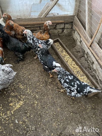 Куры домашние
