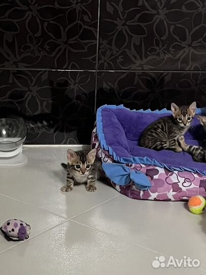 Бенгальские котята