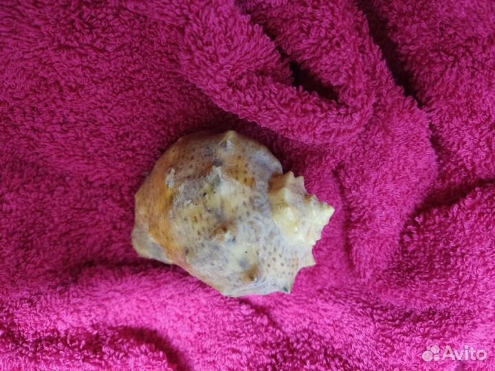 Морские ракушки