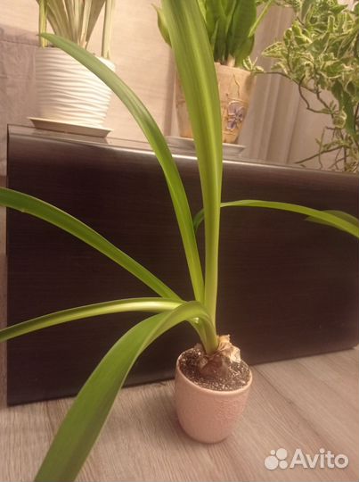 Гиппеаструм детки