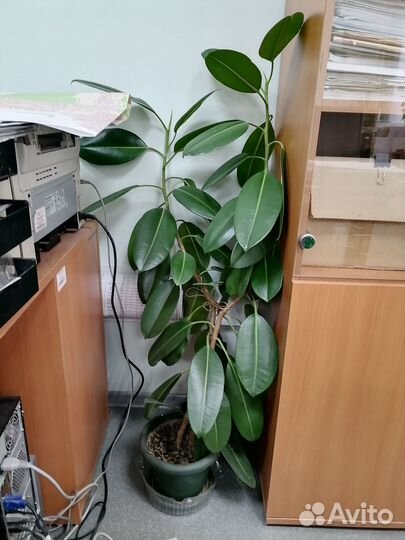 Комнатные цветы