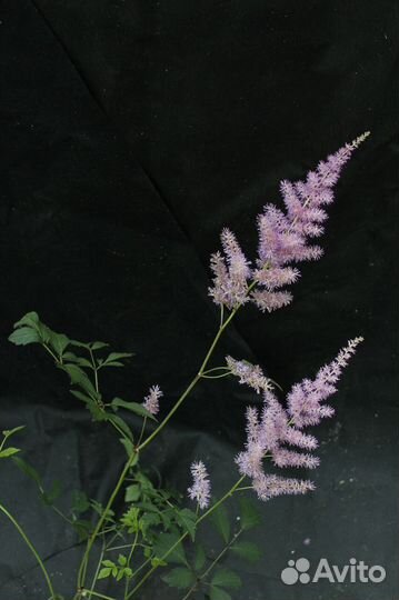 Астильба Арендса Америка