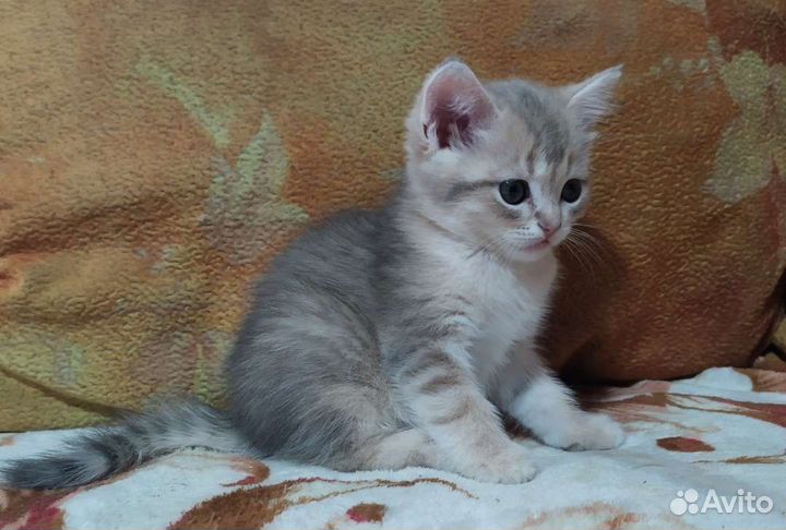 Британские котятки