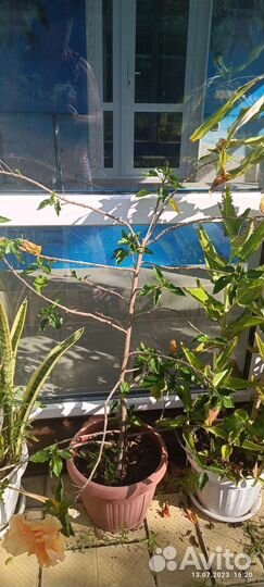 Комнатные цветы