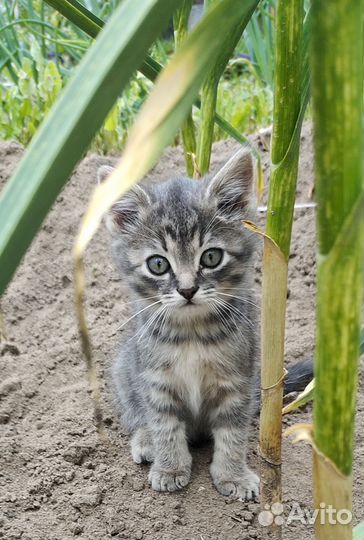 Котята в добрые руки бесплатно