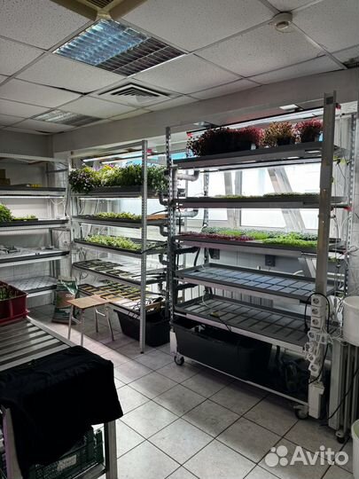 Ферма для микрозелени