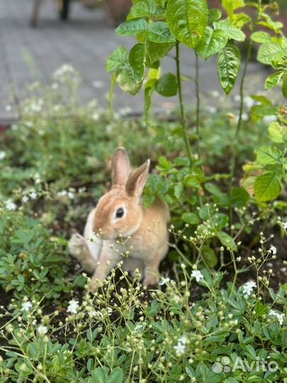 Декоративные кролики