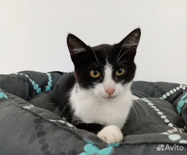 Котенок мальчик