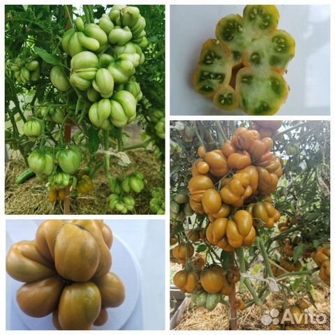 Семена томатов