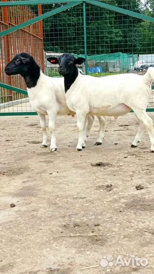 Продам дорпер