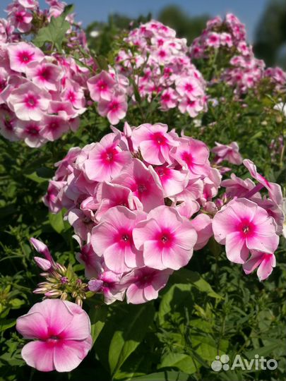 Цветы многолетники